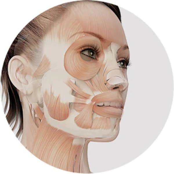Anatomical diagram of the facial muscles